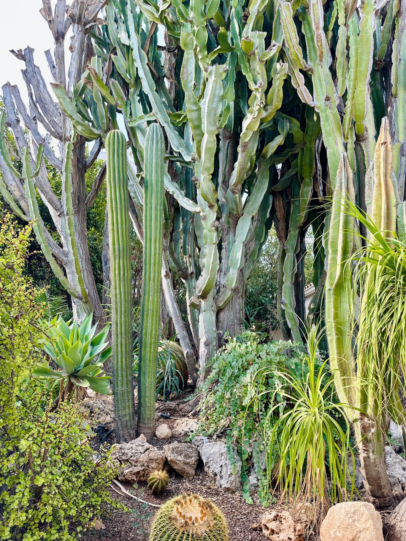 Cactus giganti nel giardino mediterraneo di Villa Pomelia