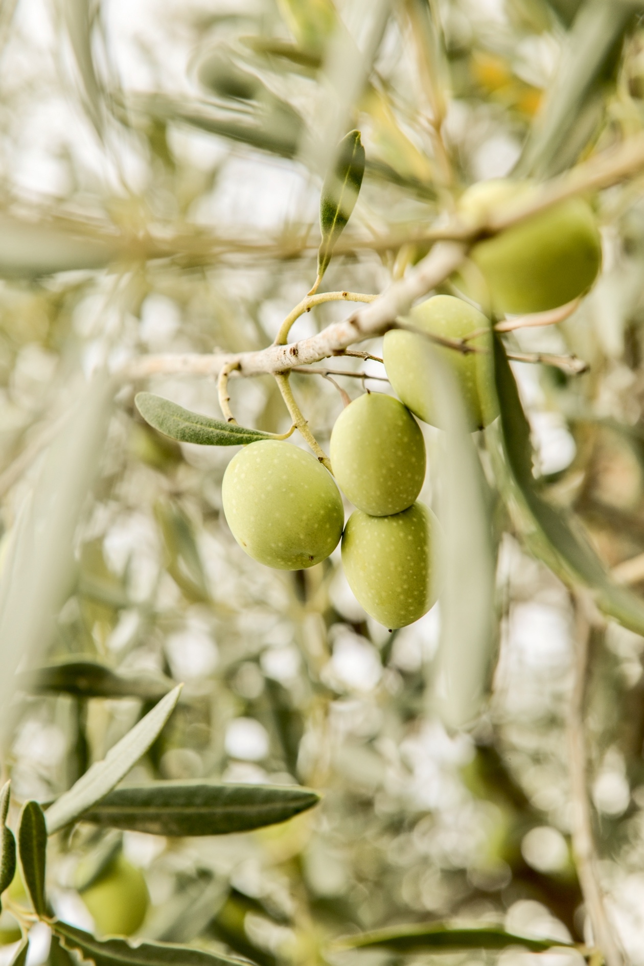 Olive verdi su un ramo d'ulivo nel giardino della villa