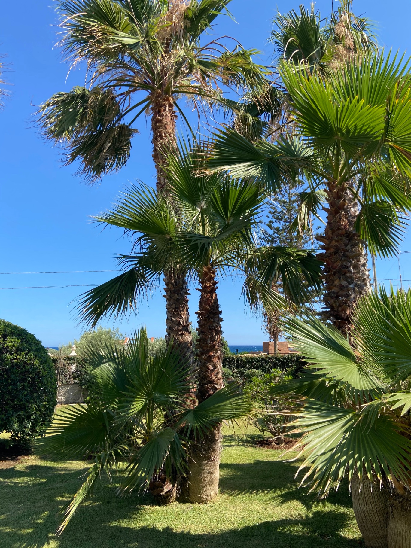 Palme del giardino con il mare di Fontane Bianche sullo sfondo
